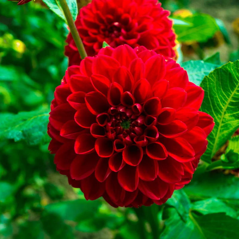 Super Mix - 2x pakket van 8 verschillende dahlia's, 16 stuks in totaal, 2,5 m² dahlia plezier