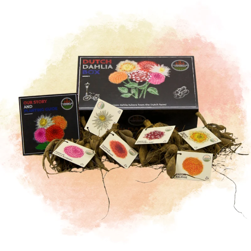 Luxe pakket groot, set van 6 Nederlandse dahlia's, 2 pakketten voor ruim 2 m²