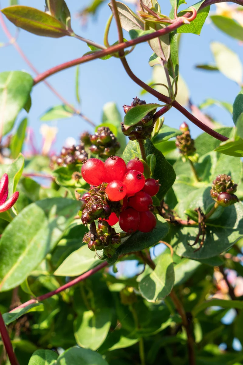 4x - Lonicera periclymenum 'Serotina'