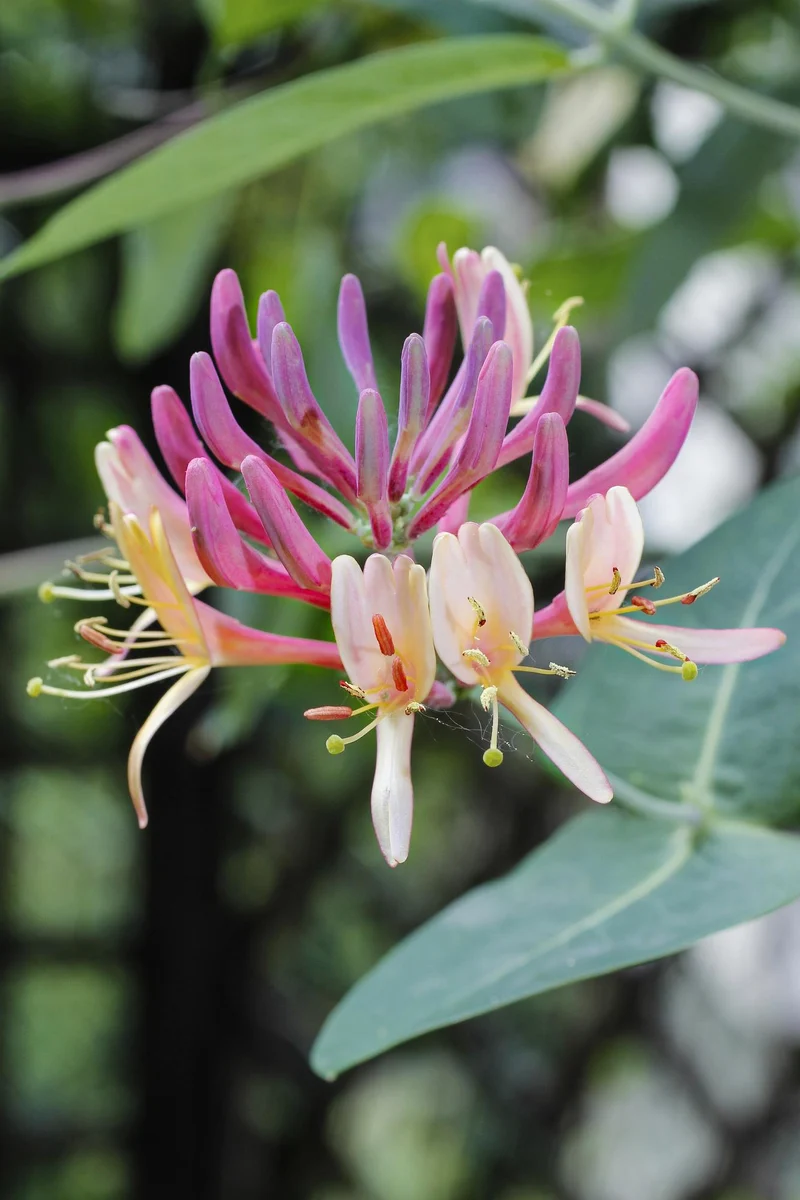 Lonicera periclymenum 'Belgica'