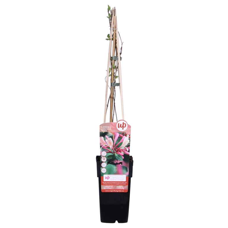 4x - Lonicera periclymenum 'Belgica'