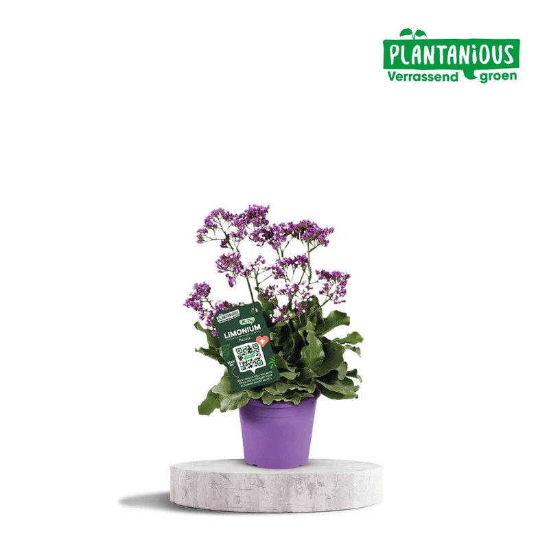 Limonium Salt Lake