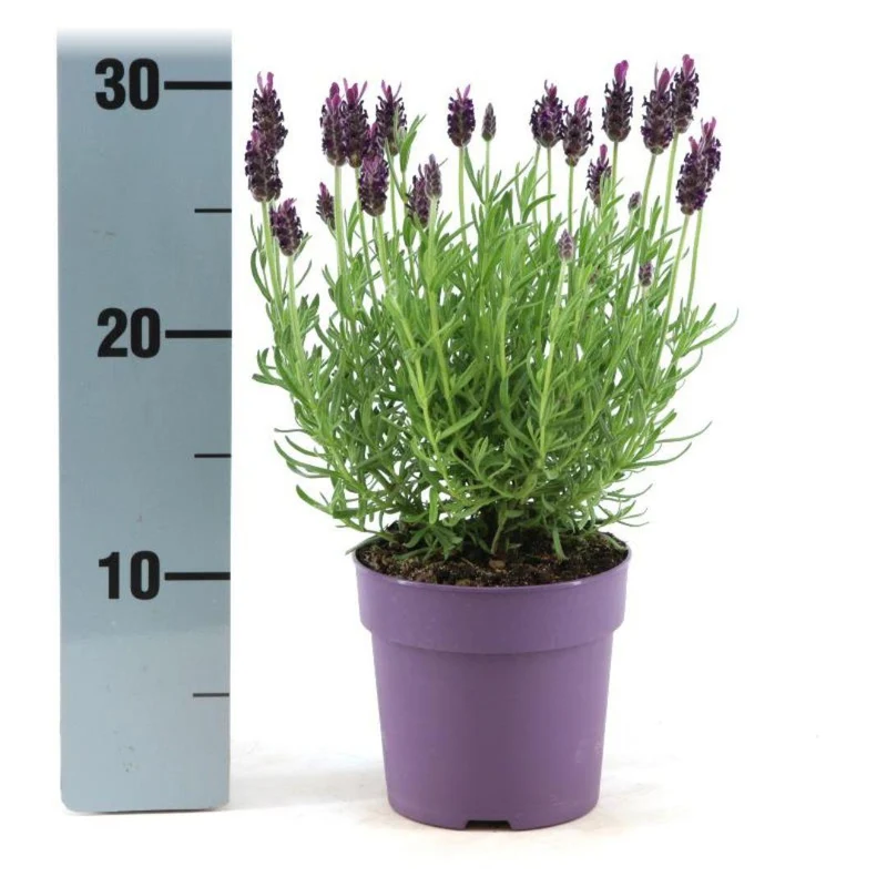 Lavandula stoechas Anouk®