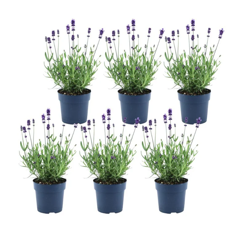 Lavandula angustifolia Felice®