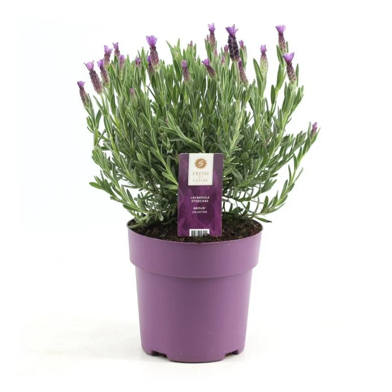 Lavendel stoechas Anouk roze