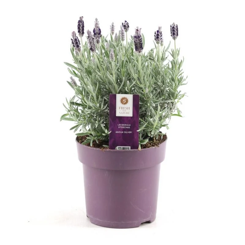 Lavendel stoechas Anouk silber