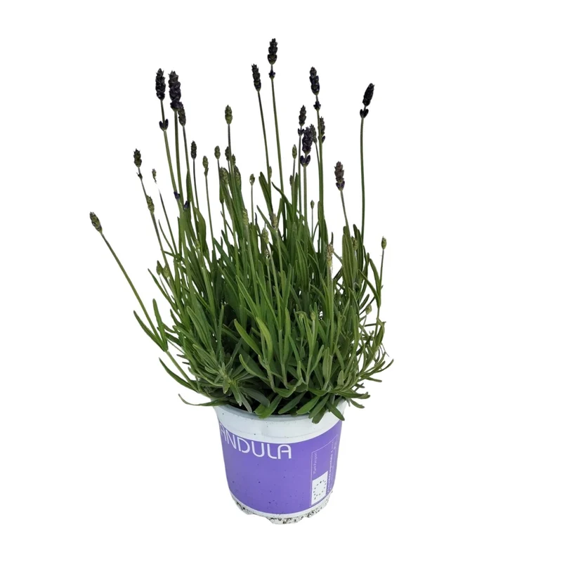 Lavendel Lavandula Hidcote Blue Blauw