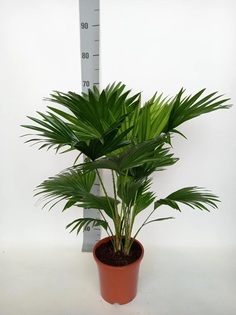 Livistona Rotundifolia