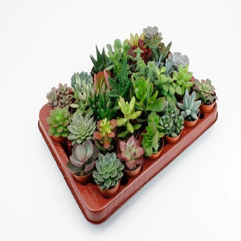 LOCK | Succulenten 30 Stuks Potmaat
