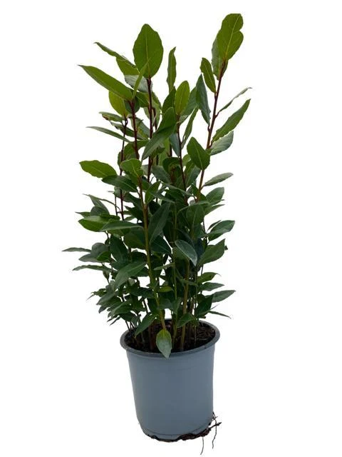 Laurus Nobilis