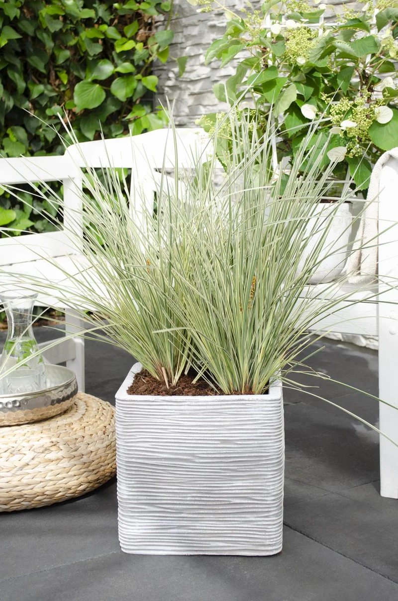 Lomandra longifolia 'White Sands'