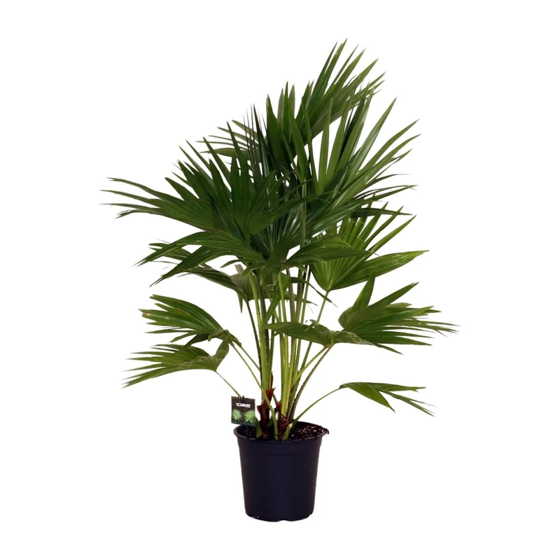 Livistona Chinensis