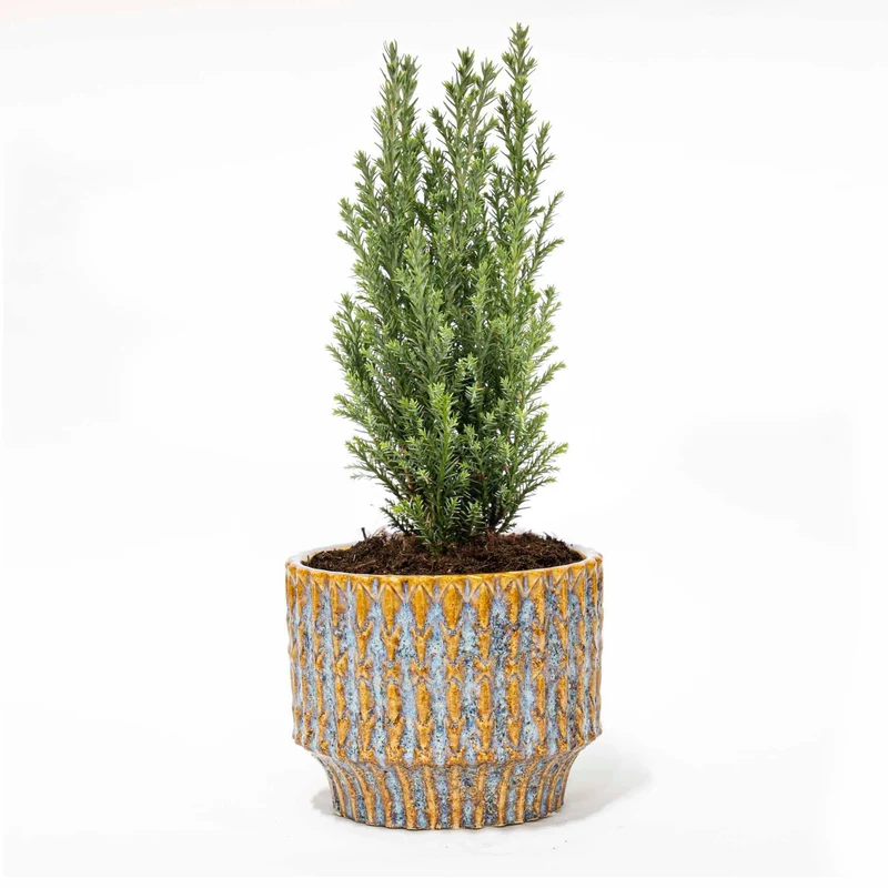 Kerstboom 'Ellwoodii' + Pot Echo