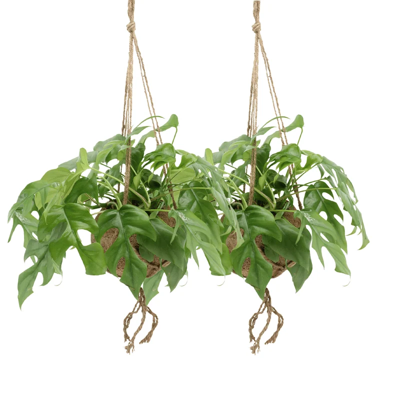 Kokodama Monstera Minima Hang (Gatenplant) - 2 stuks