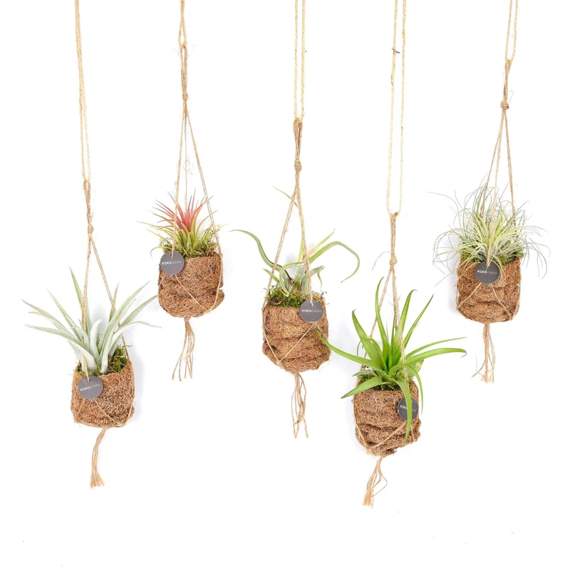 Kokodama Birdnest Tillandsia Mix - 8 stuks