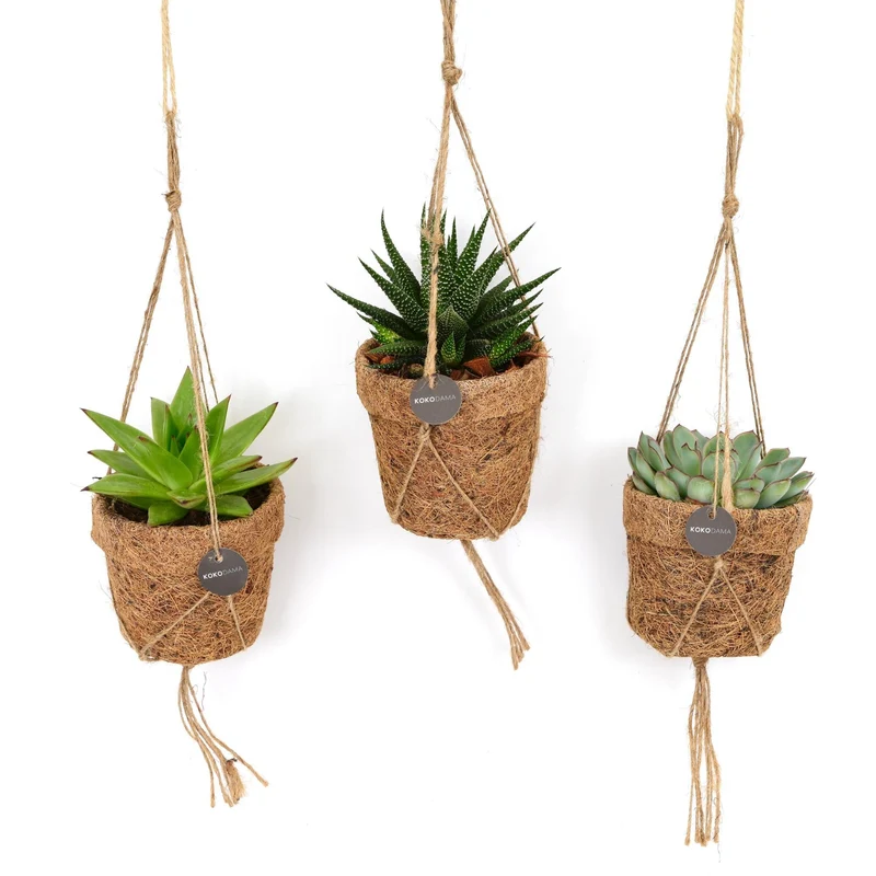 Kokopot String Succulehnt Mix - 3 stuks
