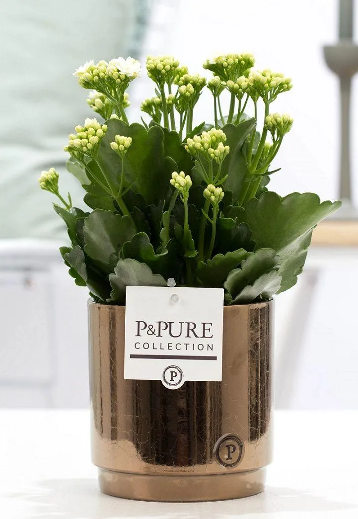 Kalanchoe White In P&PURE Juliette Ceramics Goldbronze
