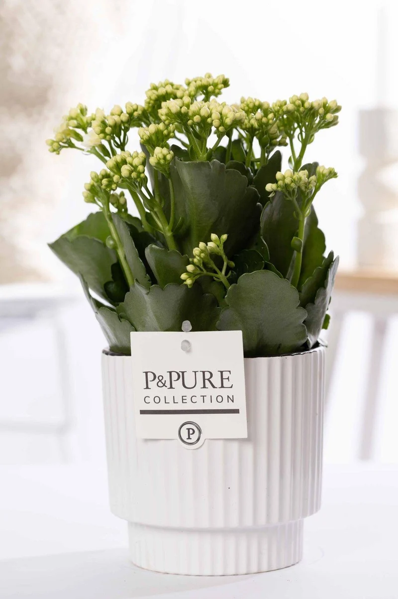 Kalanchoe White In P&PURE Ivy Ceramics