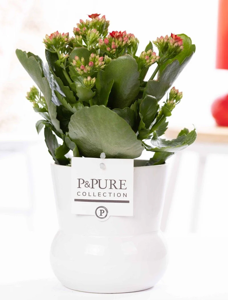 Kalanchoe Red In P&PURE Plant Vase Maximawhite
