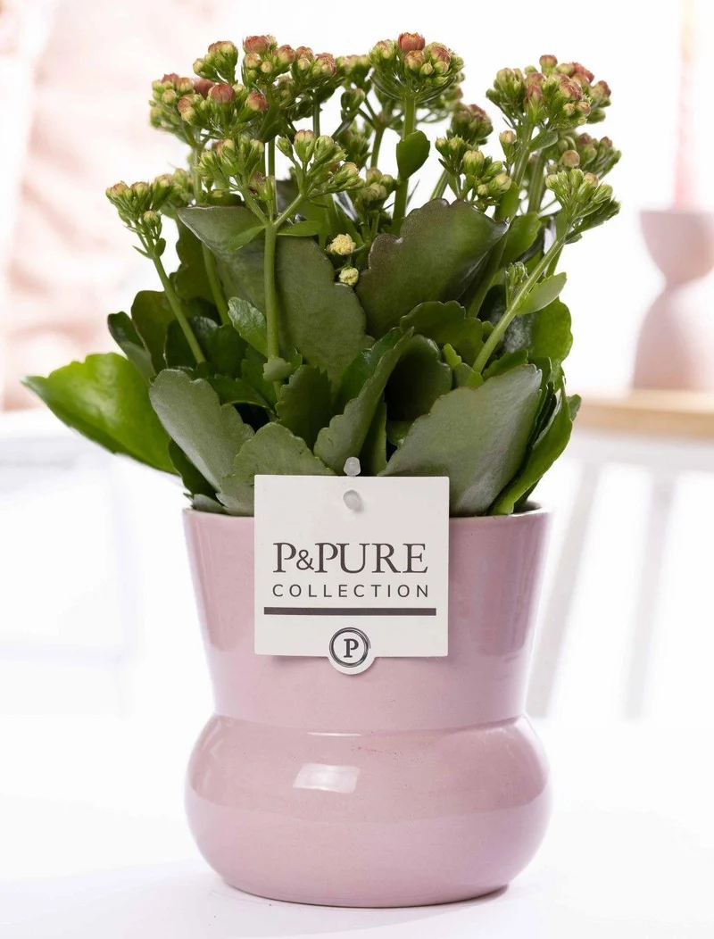 Kalanchoe Pink In P&PURE Plant Vase Maxima Pink