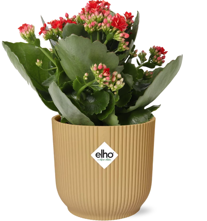 Kalanchoe Rosalina Don Justino Rood + ELHO Vibes Fold 14cm geel