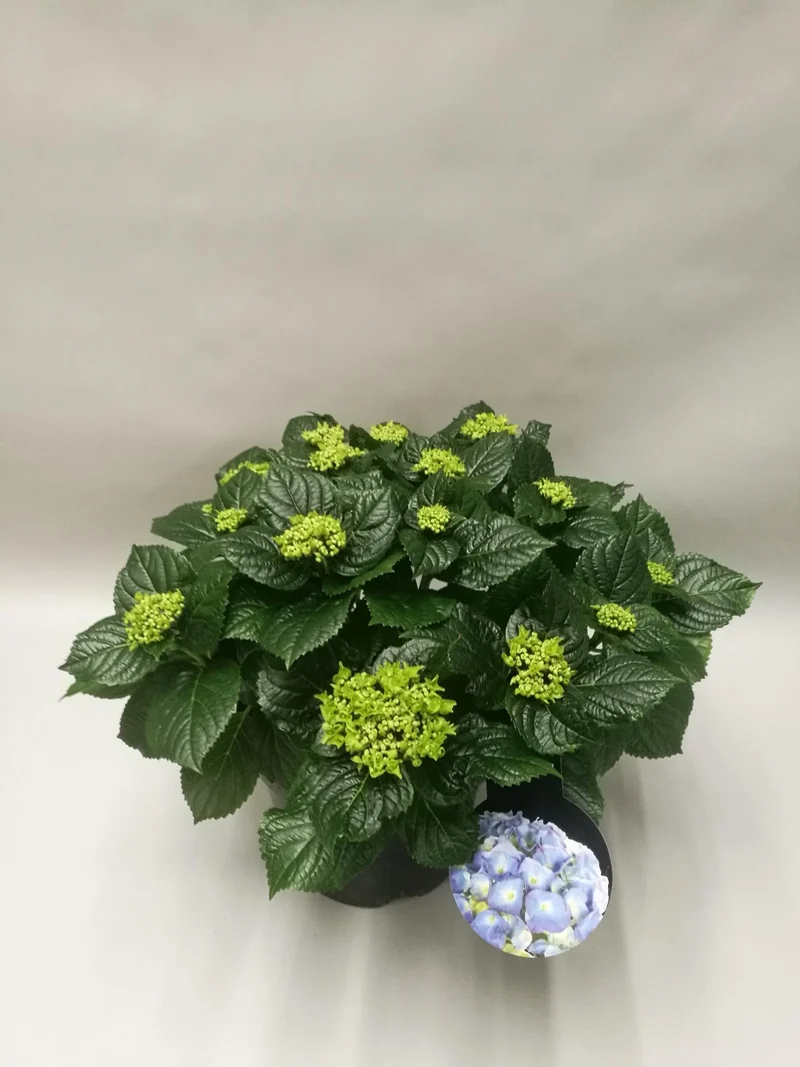 Hydrangea Early Blue