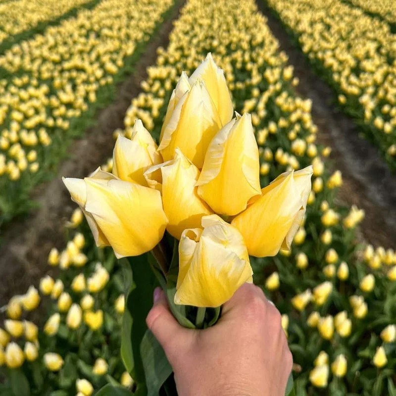 Sweetheart tulpenbollen, 15 stuks, maat 12+