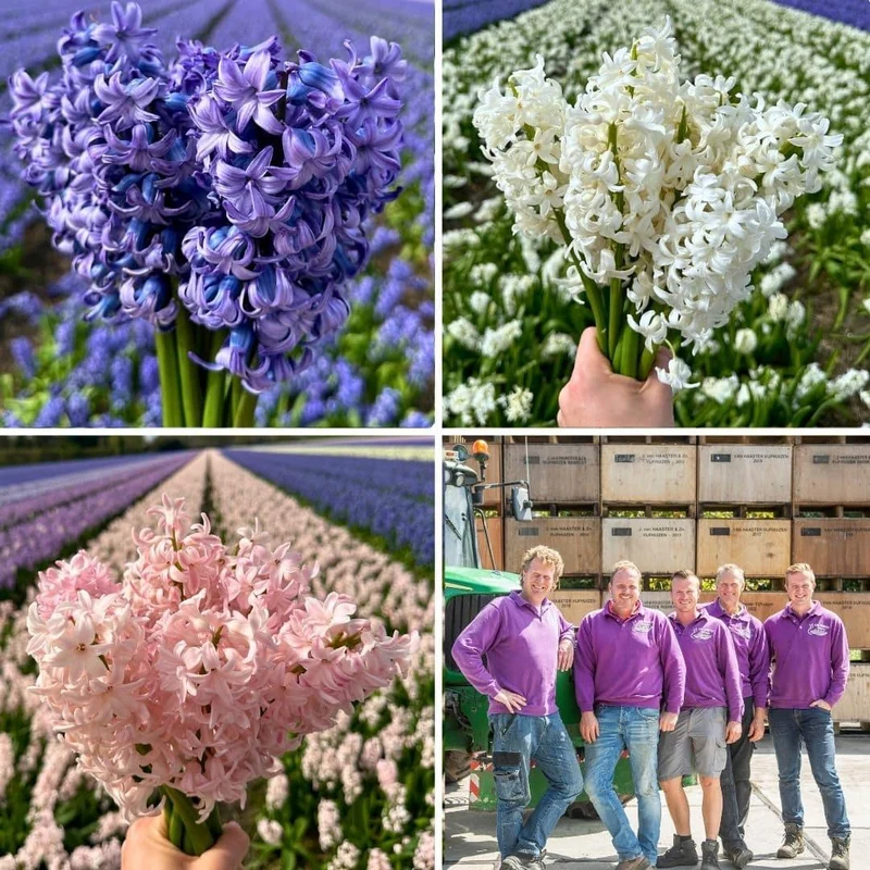 Hyacint show off, 30 bloembollen voor 1 m² bloemenpracht, maat 14/15