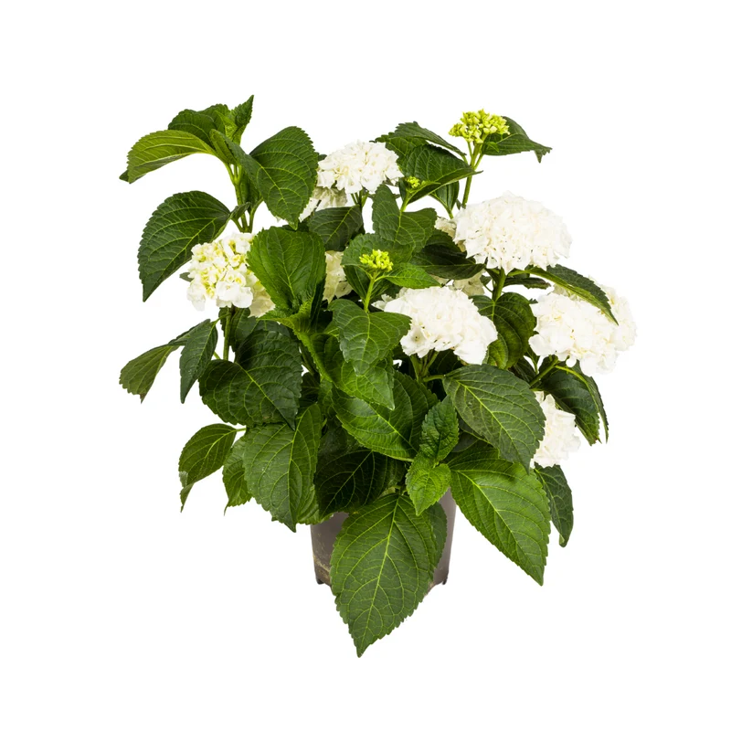 Hydrangea Macrophylla White