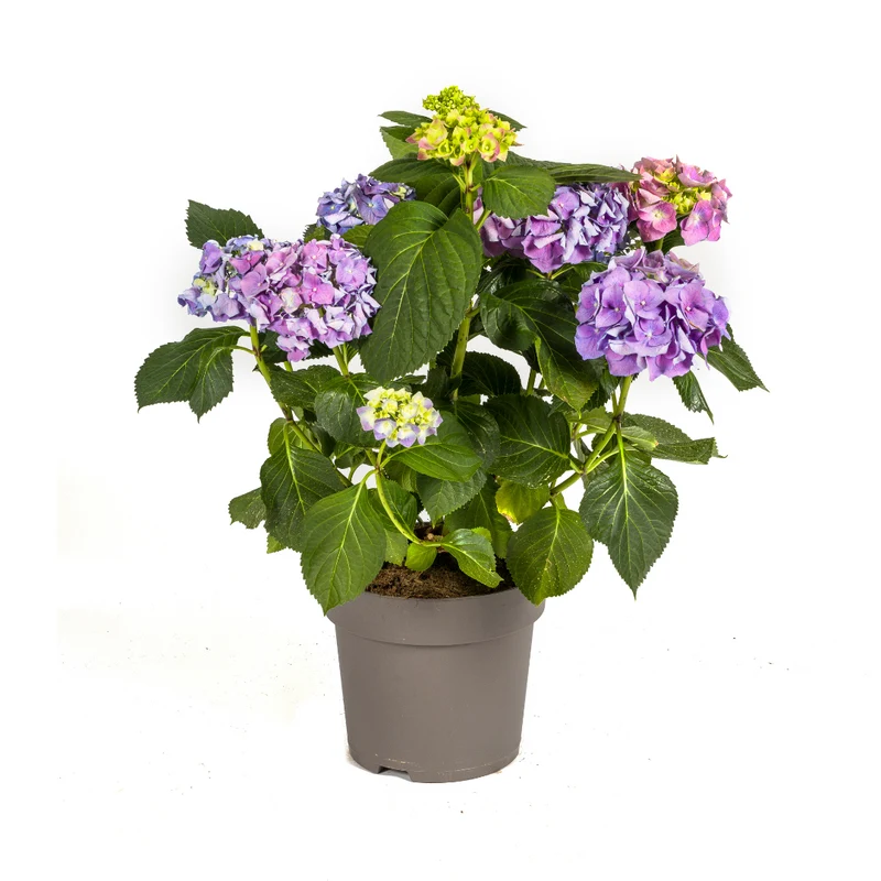 Hydrangea Macrophylla Blue