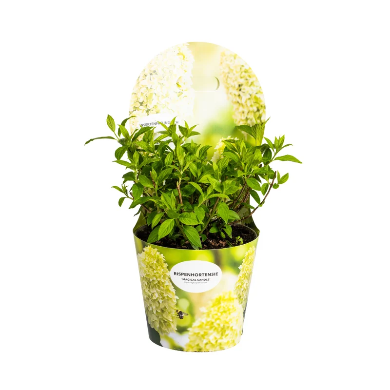 Hydrangea Paniculata Magical Candle Potcover