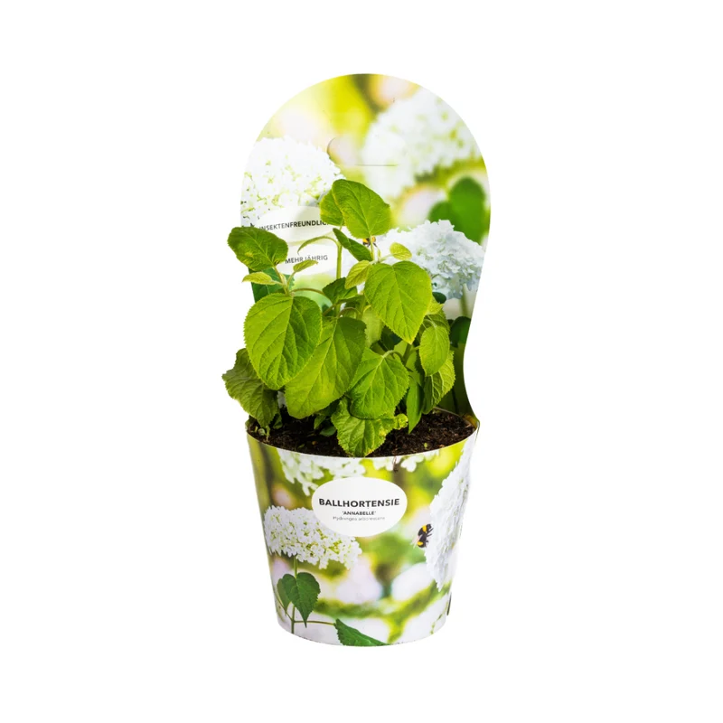 Hydrangea arborescens Annabelle Potcover
