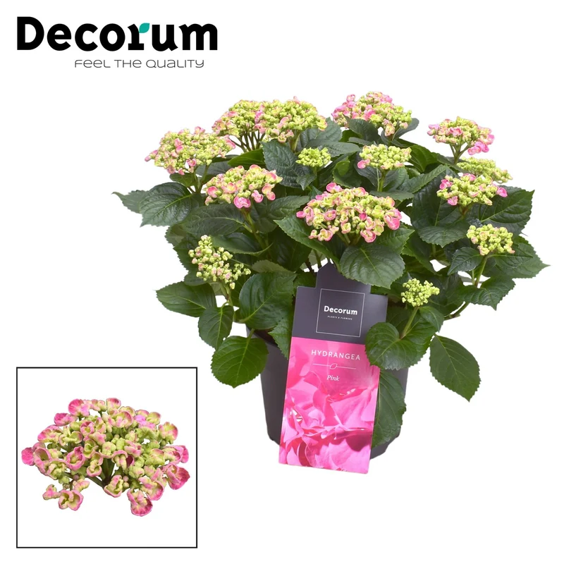Hydrangea Curly Wurly Roze 9-15 Kop (Decorum)