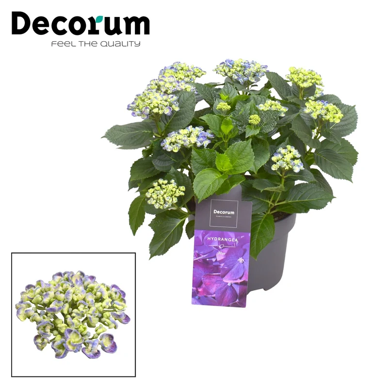 Hydrangea Curly Wurly Blauw 9-15 Kop (Decorum)