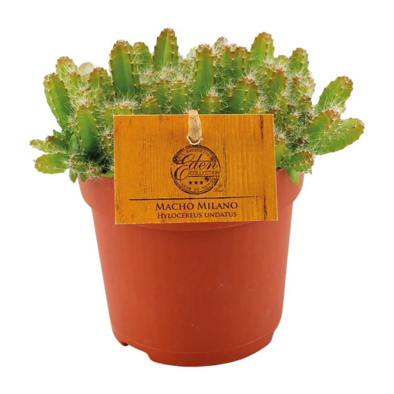 Hylocereus Undatus