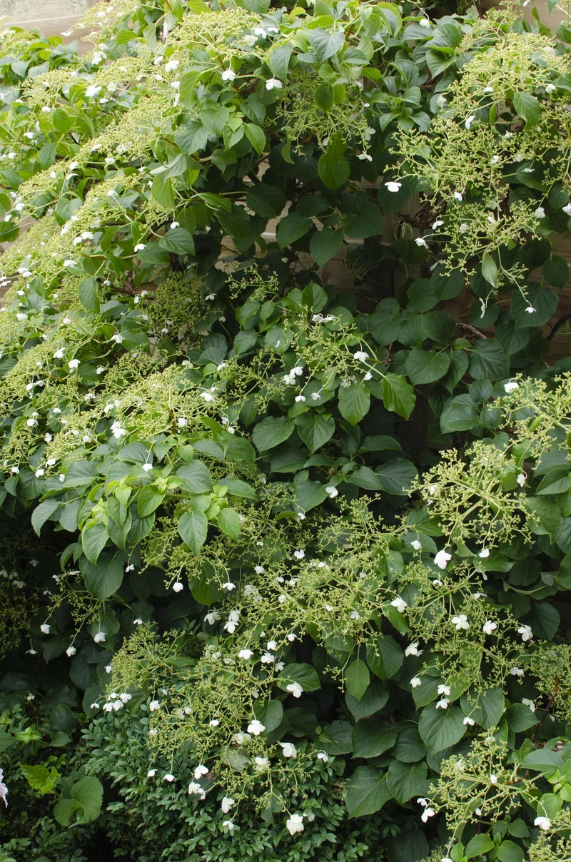 4x - Hydrangea petiolaris