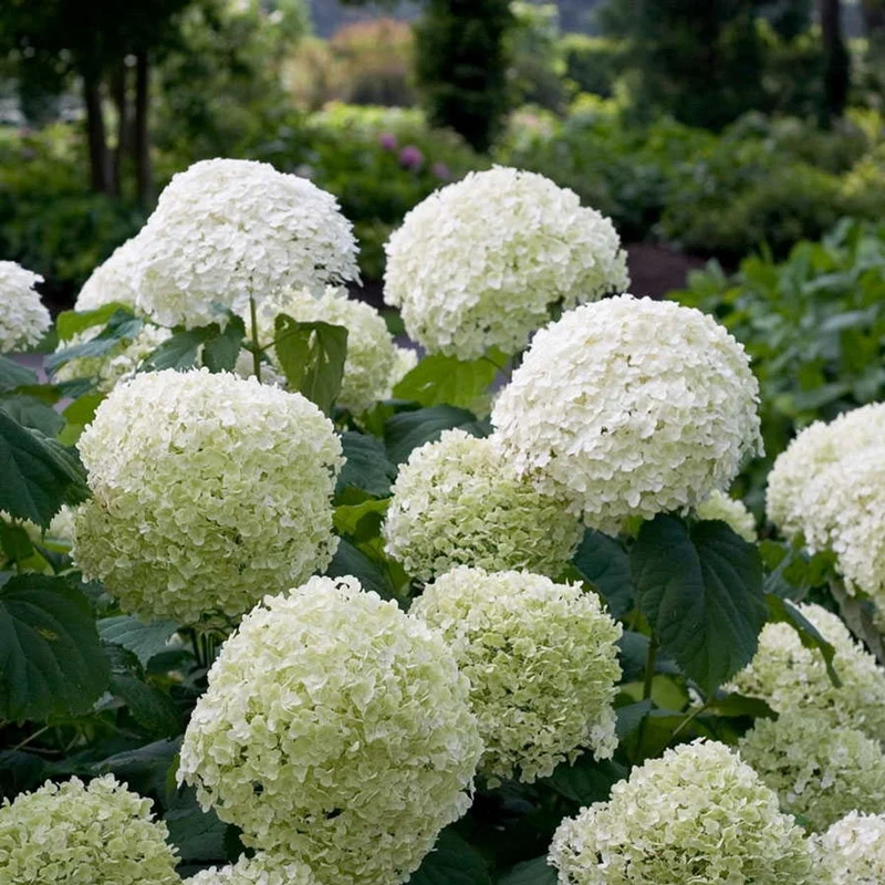 Hydrangea arbo. 'Strong Annabelle'