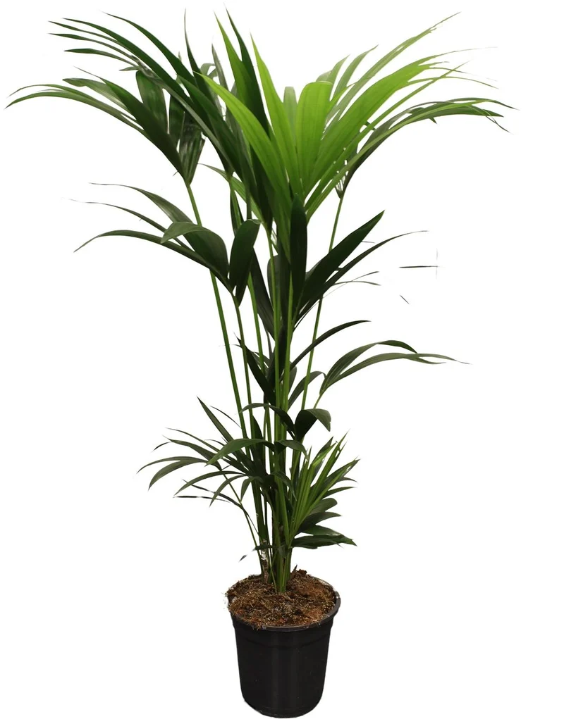 Howea Forsteriana (Kentia) 5 Pit 120