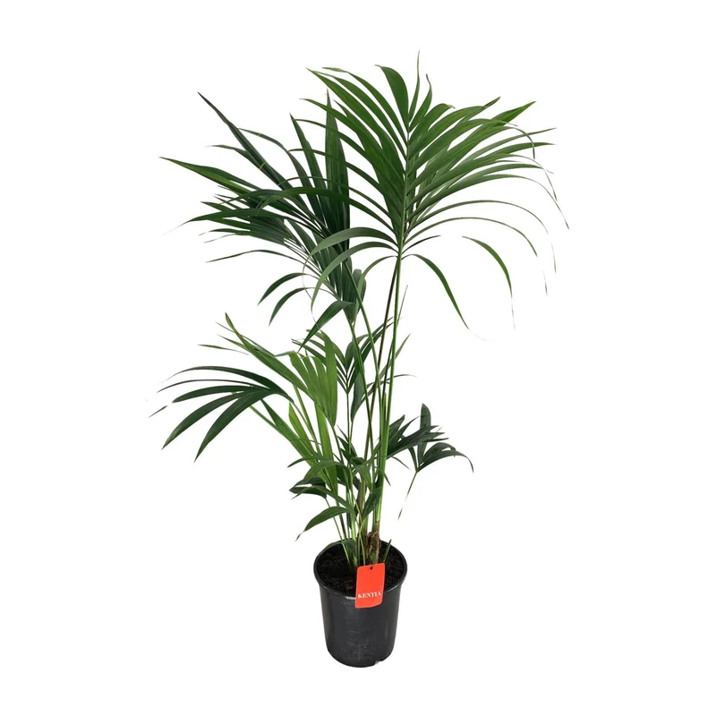 Howea Forsteriana