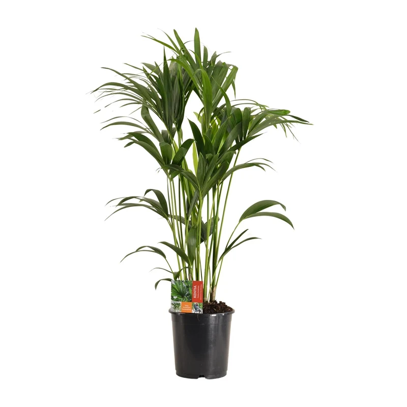 Howea Forsteriana