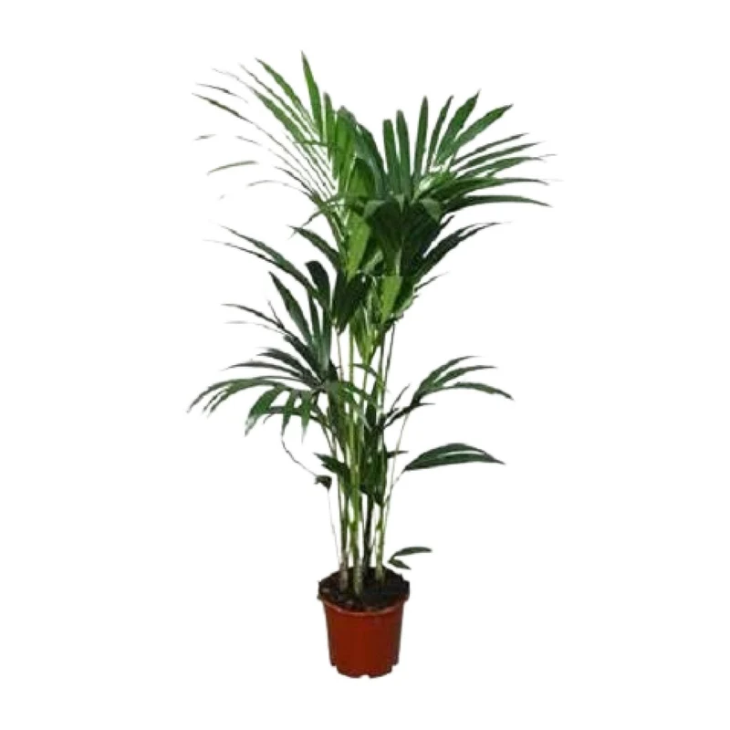 Howea forsteriana