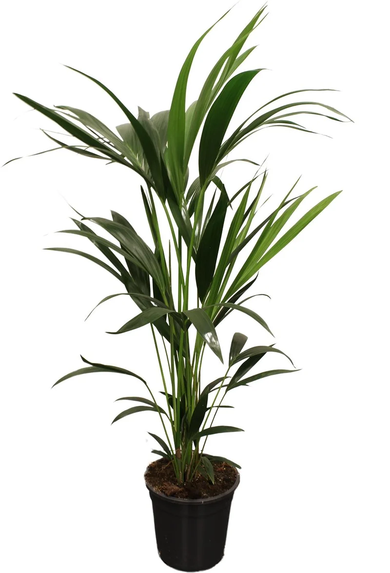 Howea Forsteriana (Kentia) 5 Pit 100