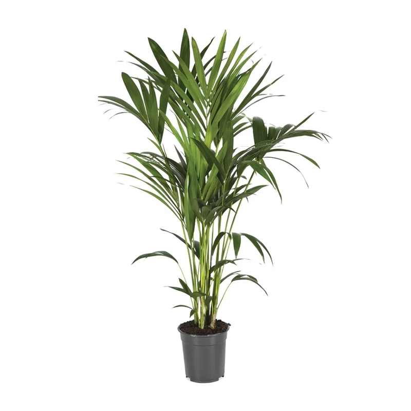 Howea Forsteriana