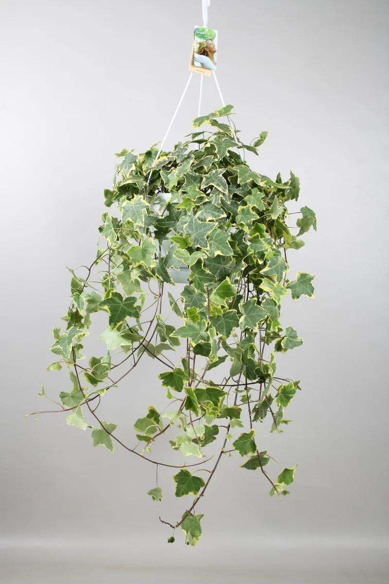 Hedera Helix Gold Child - Hang/XXL