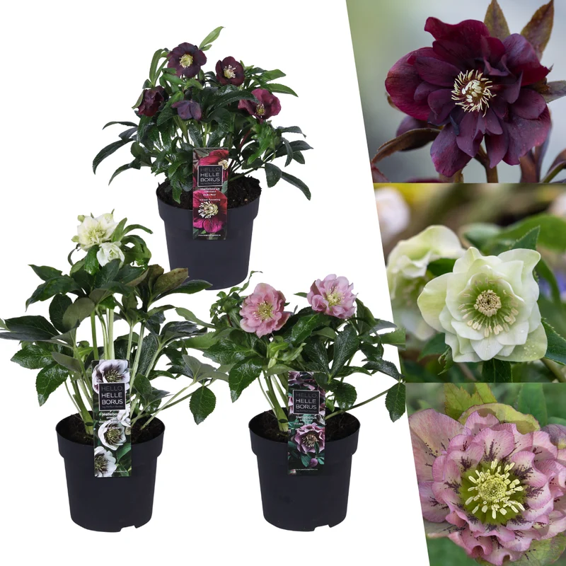 Helleborus Specials