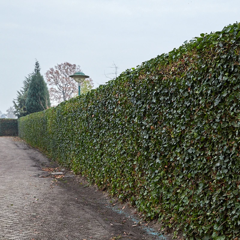 Hedera Hibernica - Klimop - Gestokt