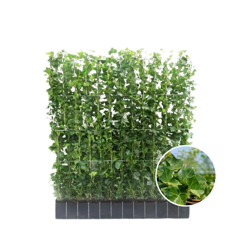 Hedera Hibernica - Klimop - Kant-en-Klaar Haag | ↔120cm