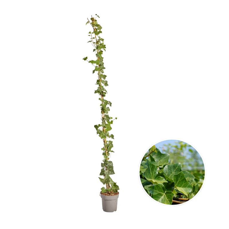Hedera Hibernica - Klimop - Gestokt