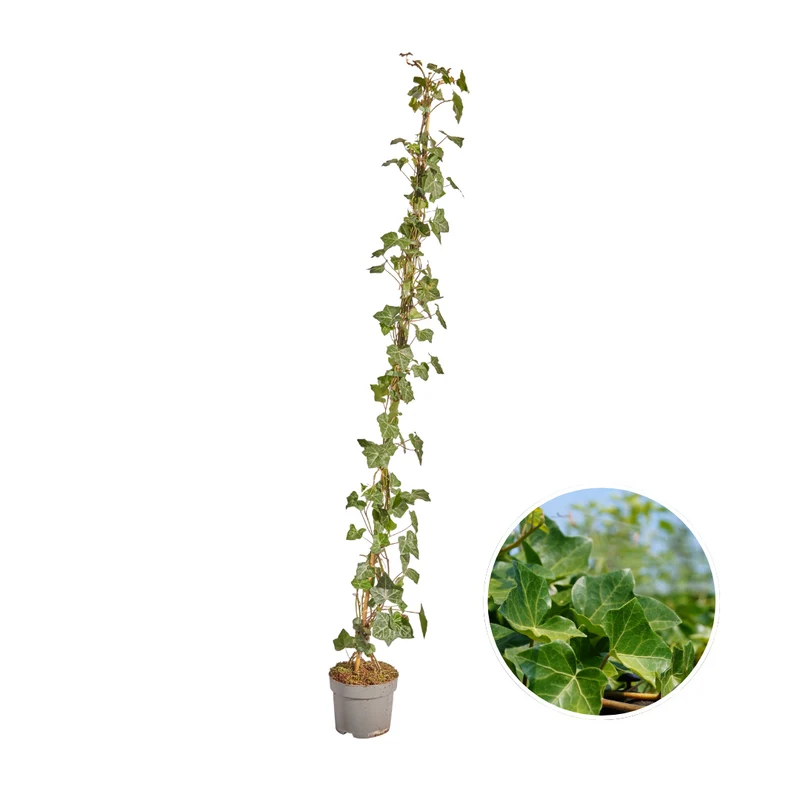 Hedera Hibernica - Klimop - Gestokt