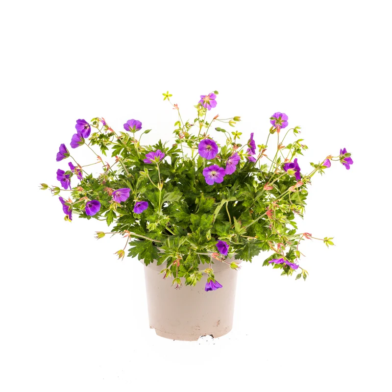 Geranium Rozanne Purple